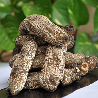 澳洲进口虎皮参